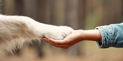 Les chiens d'assistance peuvent être d'une grande aide pour les personnes handicapées. Le chien formé n'assume pas seulement des tâches spécifiques, il peut aussi devenir un ami à quatre pattes, une ancre de sécurité et un pôle de calme émotionnel. C'était également le cas d'Elina.