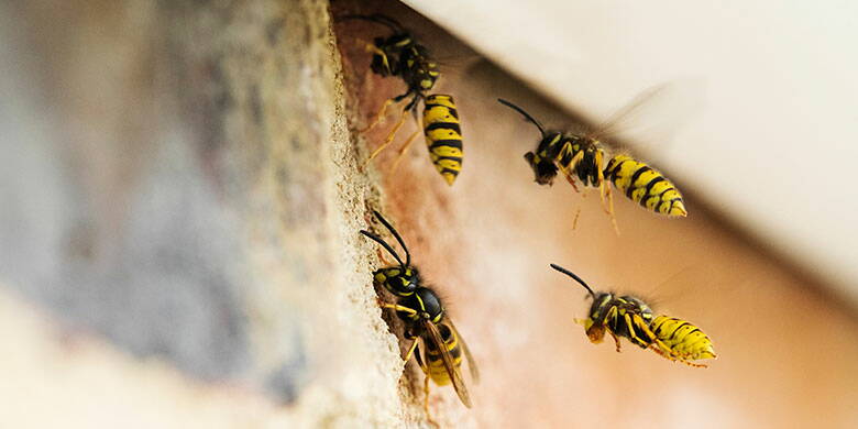 Nid de guêpes - qui paie les frais d'enlèvement du nid ? Quelle compagnie d'assurance prend en charge les frais et à qui conseillez-vous d'enlever le nid gênant ? Les pompiers ou l'exterminateur ? Nous répondons à ces questions et à d'autres dans notre article technique détaillé
