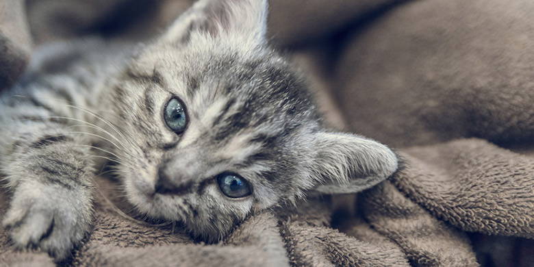 Toxoplasmosi Gravidanza blog - Toxoplasmosi durante la gravidanza. La toxoplasmosi è una malattia infettiva causata e trasmessa da parassiti. L'agente patogeno colpisce principalmente i gatti, che fungono anche da ospiti per l'agente patogeno. quadro clinico, rischi e prevenzione.