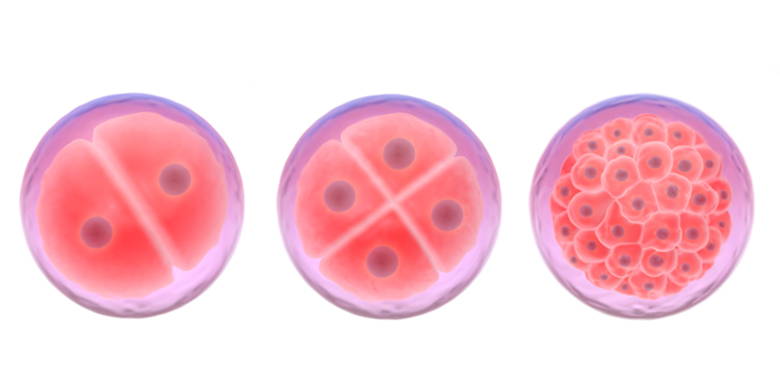 3. Schwangerschaftswoche. Zellteilung – Nach erfolgter Befruchtung findet die erste Zellteilung statt. Die Zellteilungen erfolgen immer in kürzeren Abständen. Während der Teilung entsteht die sogenannte Blastozyste und kommt drei bis vier Tage später in der Gebärmutter an.