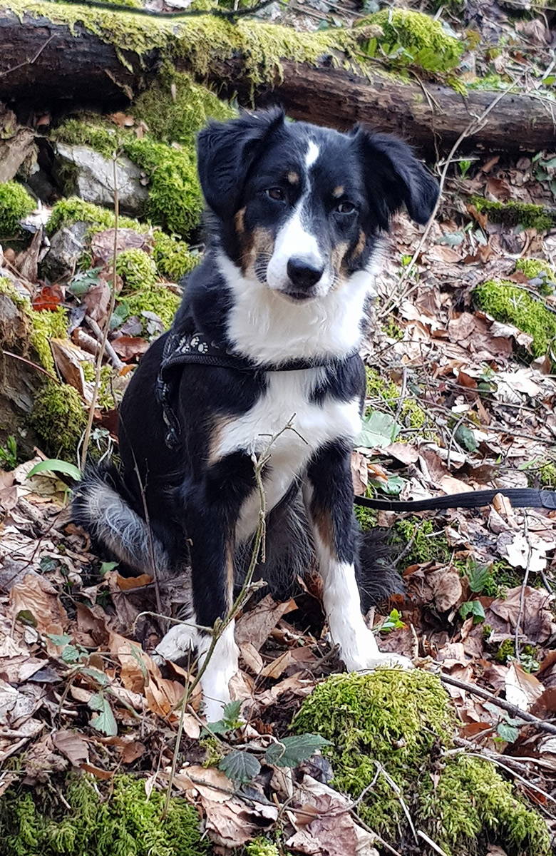 Tierversicherung – Haben Sie auch schon überlegt, Ihren Liebling gegen alle Eventualitäten (Krankheit & Unfall) zu versichern? Die Kosten für Impfungen, Untersuchungen und  Behandlungen können sich summieren und ein Loch im Portemonnaie hinterlassen. Macht der Abschluss einer Tierversicherung Sinn?